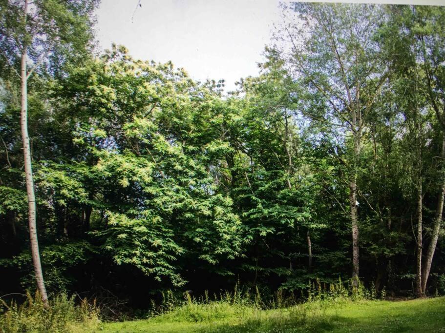 Cosy Woodland Romantic Retreat With Log Fires And Nature Sturry Esterno foto